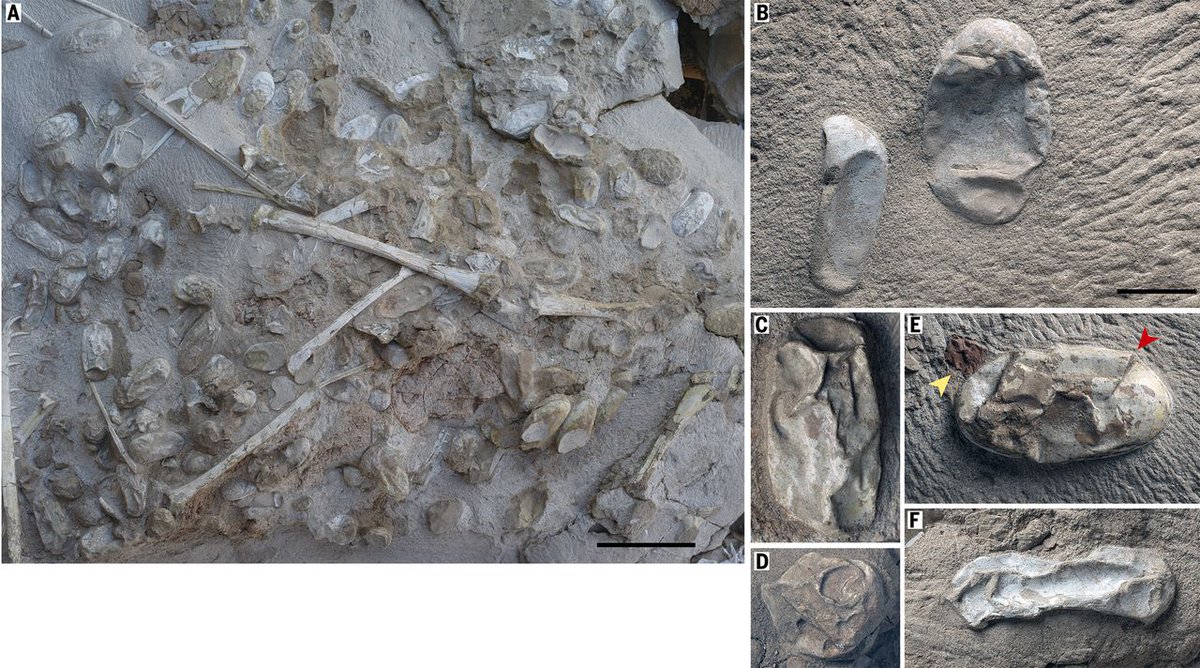 In 2017, a huge discovery was made, over 200 Hamipterus eggs found from a single site! What's more, some of the bones of the embryos are still preserved inside! (Wang et al. 2017)  #PterosaurPtuesday 2/3