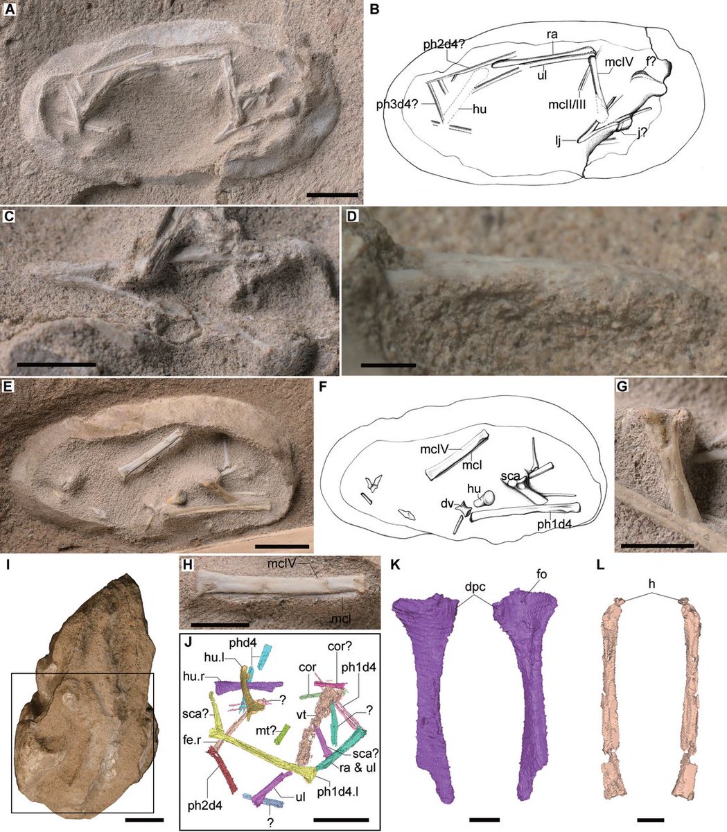 In 2017, a huge discovery was made, over 200 Hamipterus eggs found from a single site! What's more, some of the bones of the embryos are still preserved inside! (Wang et al. 2017)  #PterosaurPtuesday 2/3