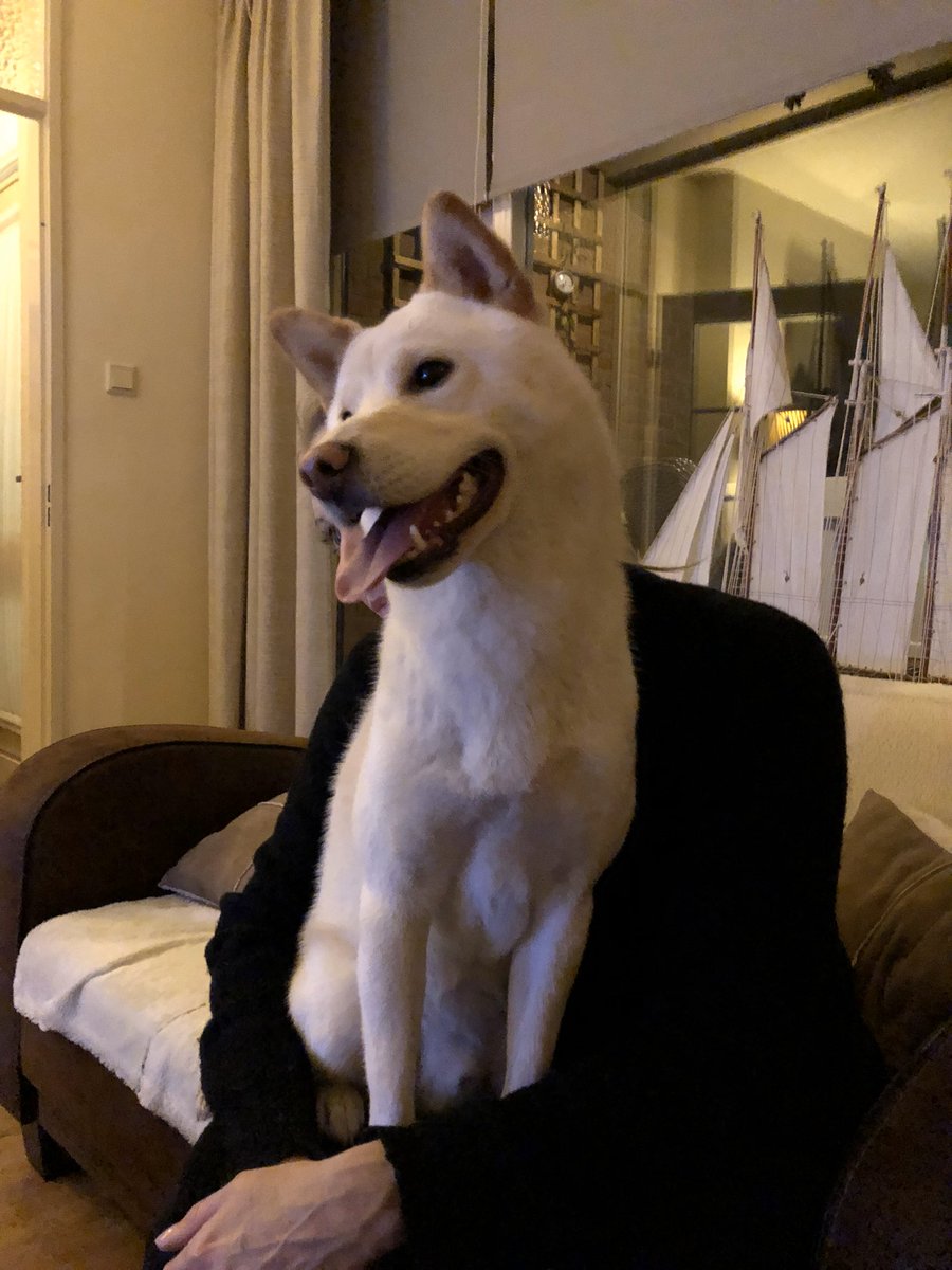Ronald_CryptoNL's tweet photo. @MartiniGuyYT @SkipPCC I concur. Our white Shiba. https://t.co/ZHuEpwDLEr