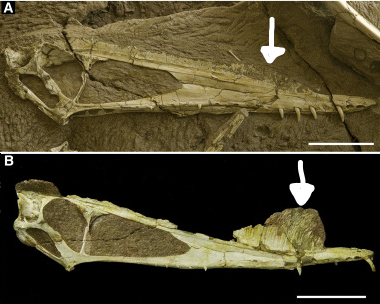  #Pterosaur of the day H: Hamipterus "Hami wing". Lived 120 Ma in central China. This pterosaur exhibited sexual dimorphism with the females panel A, having smaller crests n their heads than the males in panel B. (Wang et al. 2014)  #PterosaurPtuesday 1/3