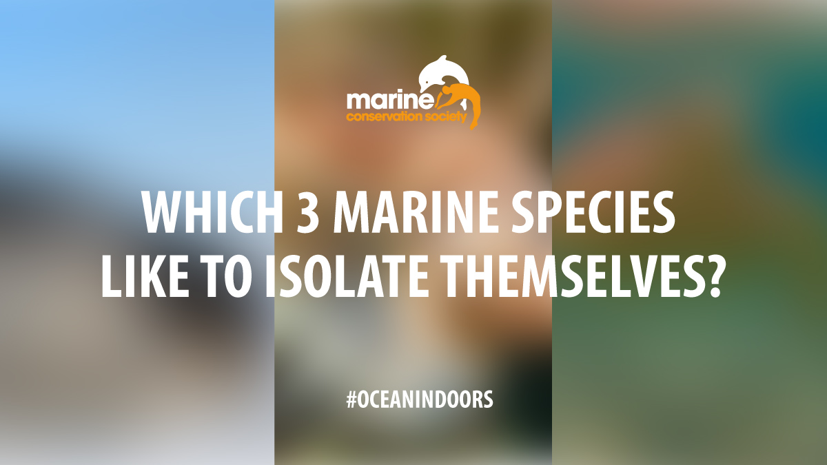 Did you know, many species in the ocean are well accustomed to #socialdistancing and #selfisolation? We thought we'd talk a little bit about some of the amazing marine species which spend a lot of time solo.  #OceanIndoors