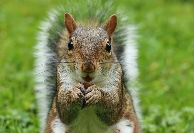 Hadi yarasa yedin bir şey demedik şu hayvanı yemek için ne yaşamış olabilirsin  #Hantavirus