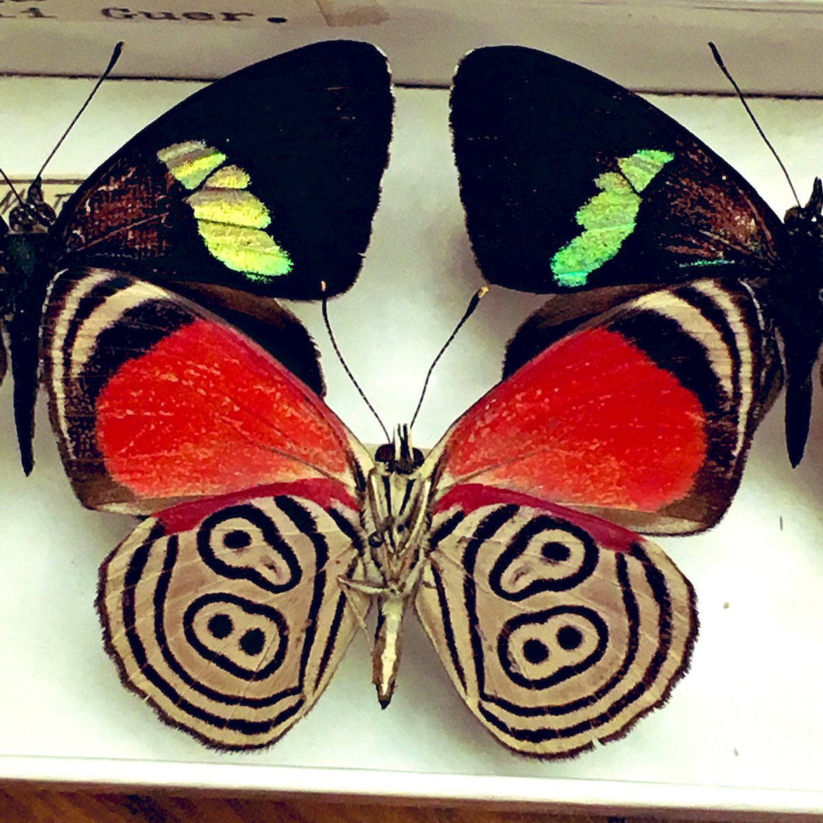 Some very old Anna’s 88 butterflies in the holdings of the Triplehorn Insect Collection  @OSUCatOSU en.wikipedia.org/wiki/Diaethria… #StayAtHome #LearnAtHome @ASCatOSU @ASC_Tech @drpyralid