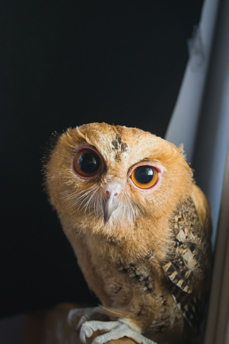 _beatrinidad's tweet photo. Sorry guys, this baby owl hasn’t been trained to deliver letters and packages yet 🦉⚡️📦

ps: his eyes are sooo big!!!

also: wagu’s a rescued owl https://t.co/s4GZfacPnV