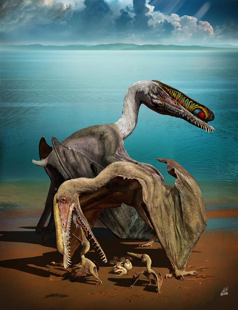 This has led to reconstructions of Hamipterus, and all pterosaurs(?), as communal nesters who looked after their young similar to modern birds. However, this is disputed by some who argue that pterosaur reproduction was more like reptiles (by Zhao Chuang)  #PterosaurPtuesday 3/3