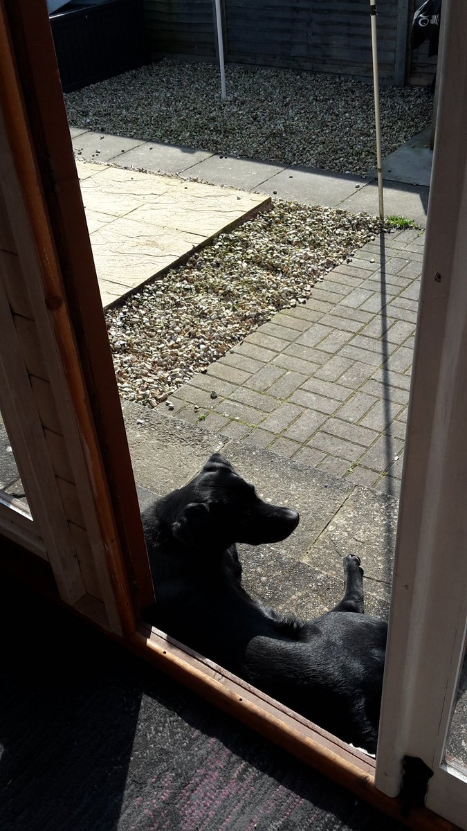 FurbabyPrince's tweet photo. Mawnings all furpals not a lot hapning #sunpudling outside #summerhouse hudad's moving about that's good new's. Humums taking me out to #K9rec tomorrow with #MickeyandRuby to burn some energy off. All stay safe in these difficult time's @Fritz_the_Lab @BlindCollie @VICTORDOG1 https://t.co/i37Qt1fIUE