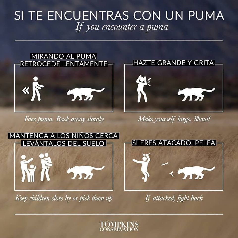 ¿Qué pueden hacer los Pumas