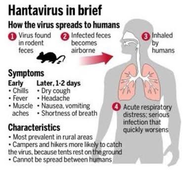 نتيجة بحث الصور عن hantavirus