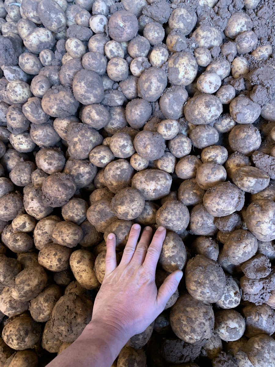 Harry Chase tweet media