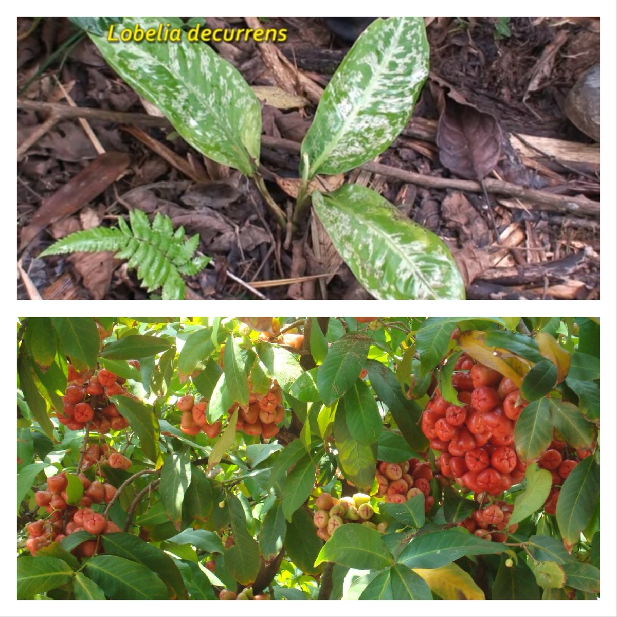 BuenosDías 🌞🥀🌿 POSTALES DE MORELOS La planta Soleman es de bosque pera  también de zonas selváticas, por lo que podemos encontrarla en varias zonas  del estado, se sabe que es de utilidad, image size:1200x1200
