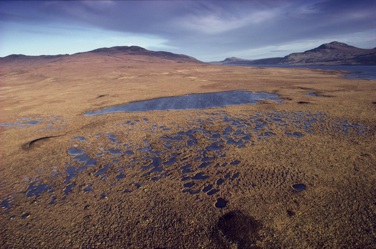 PeatlandACTION's tweet photo. 👂 Worth a listen: a BBC Sounds Brainwaves podcast, 'Beautiful bogs and precious peatlands'. It discusses how special peatlands are and their importance in the face of #climatechange. 

👉 https://t.co/GGfEqVYrfD

📷of the Flow Country, by Steve Moore. https://t.co/gdCSNWewOe