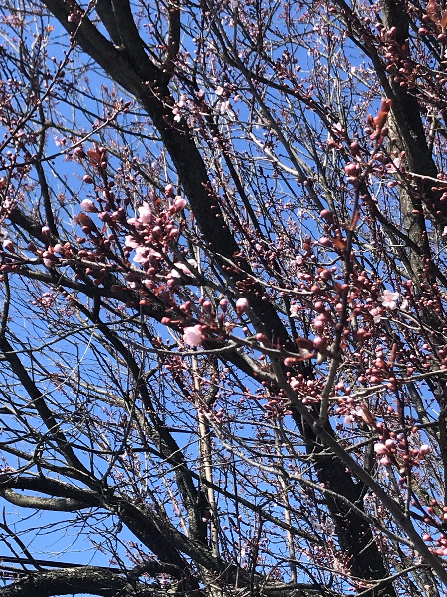 MalverneDavisonArt tweet media