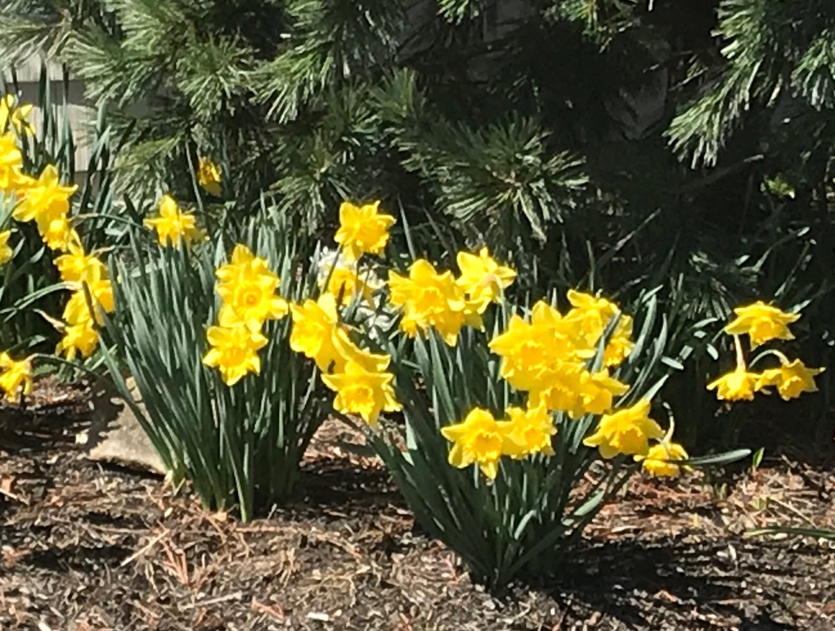 MalverneDavisonArt tweet media