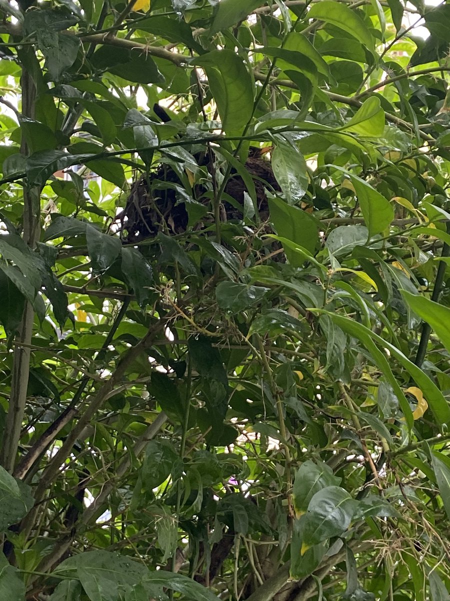 A positive piece of news amidst all the negativity!Being stuck at home during  #Gibraltar  #lockdown I heard chirping from outside. I went out to find a nest with some lovely eggs in our tree (maybe Twitter can help identify species)! Nature doesn’t know the meaning of lockdown