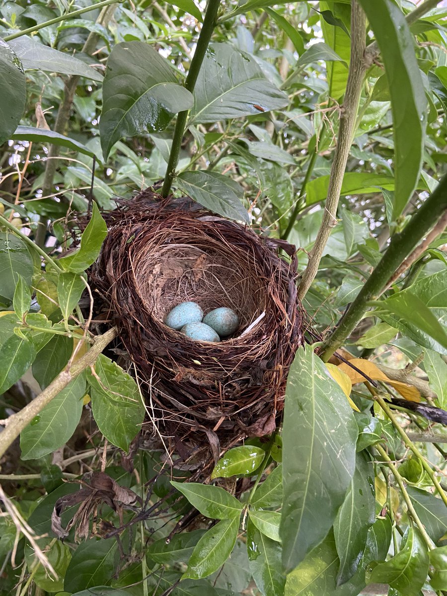 A positive piece of news amidst all the negativity!Being stuck at home during  #Gibraltar  #lockdown I heard chirping from outside. I went out to find a nest with some lovely eggs in our tree (maybe Twitter can help identify species)! Nature doesn’t know the meaning of lockdown