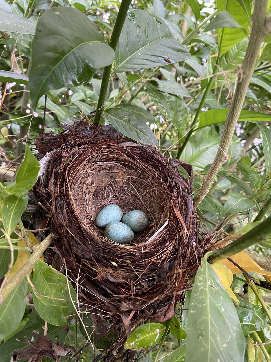 A positive piece of news amidst all the negativity!Being stuck at home during  #Gibraltar  #lockdown I heard chirping from outside. I went out to find a nest with some lovely eggs in our tree (maybe Twitter can help identify species)! Nature doesn’t know the meaning of lockdown