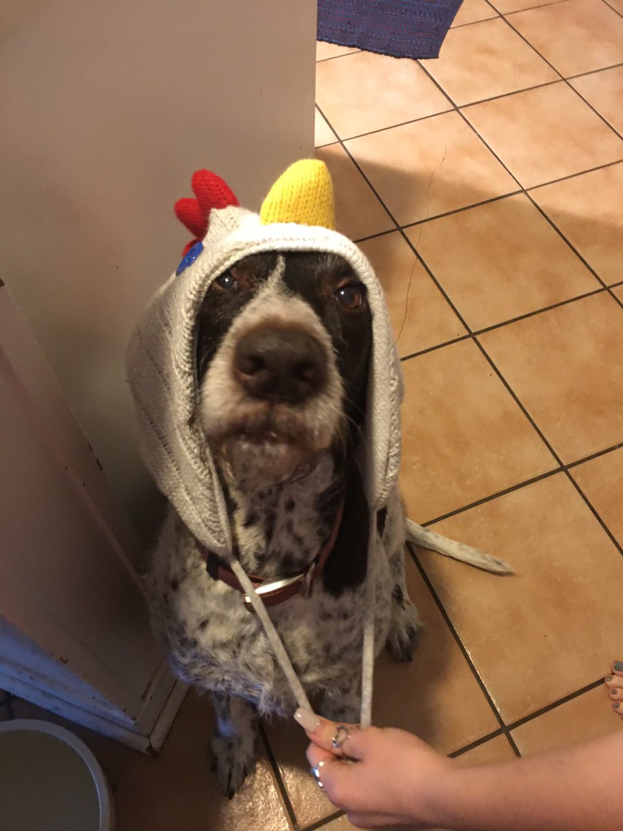 effertzbc's tweet photo. @BrockTigers Woof!...I mean...Bawk Bawk!  Mrs. Effertz dog in a chicken hat!  Happy Hat day! https://t.co/NBaAljmg9I