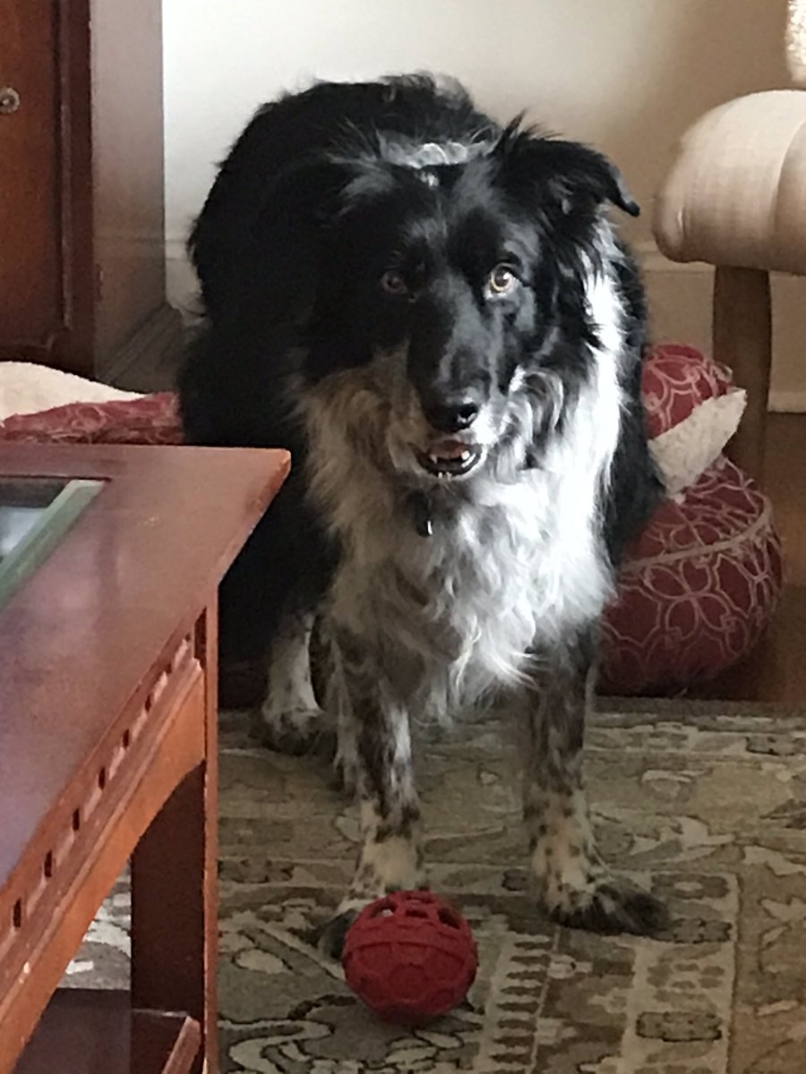 CBUmom's tweet photo. Oreo, the CBU Compliance dog, is asking for all of our Bucs to study hard and make the best of this semester. #Arrgh #PetsofCBU @CBUBucs @FromCBU https://t.co/n5mRhLmnn4