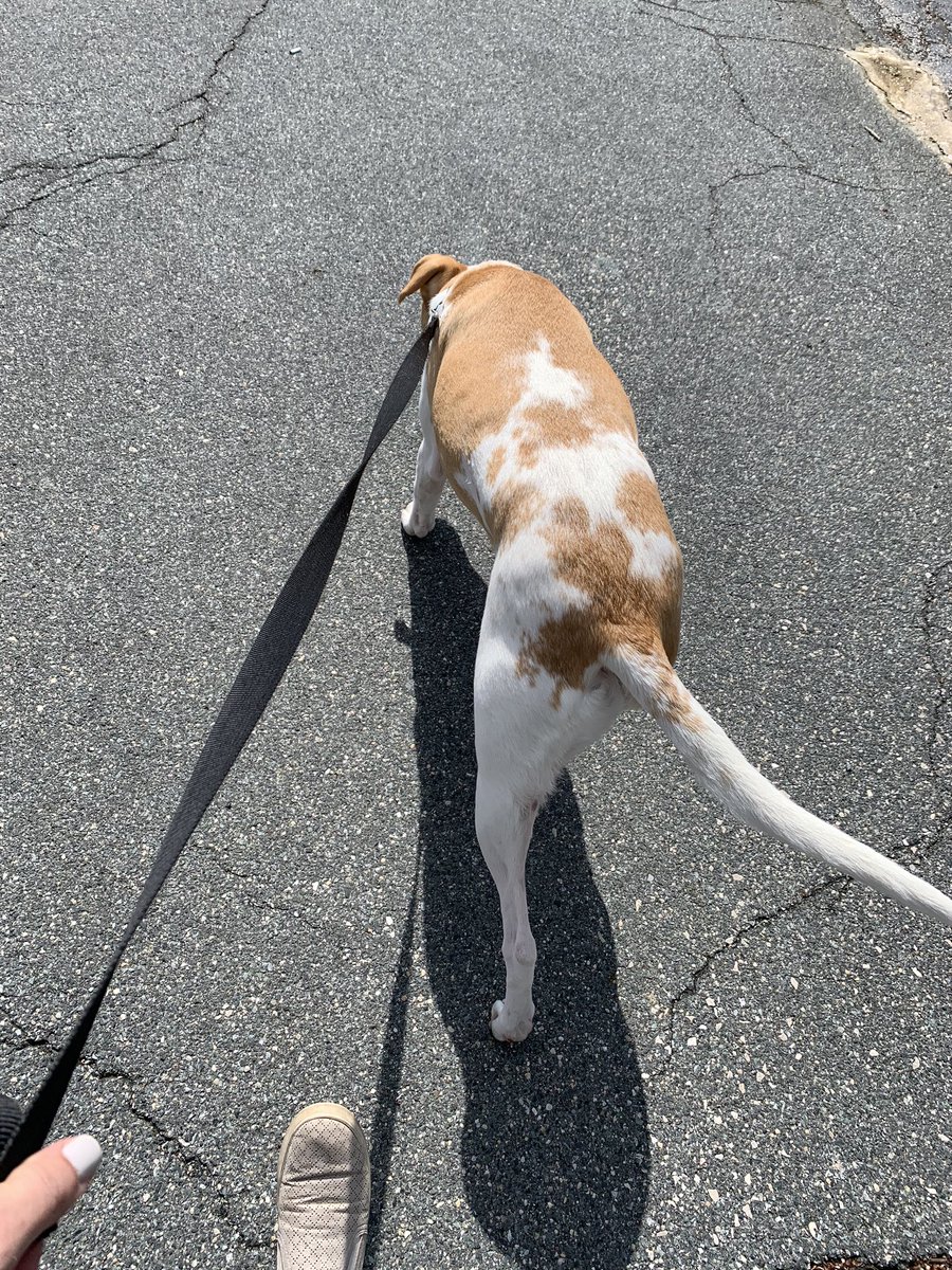 What a beautiful day 2 for <a href="/LoganElementary/">Logan_ES_BCPS</a> Virtual Spirit week! Taking Riley on a much needed walk! #ibelongles