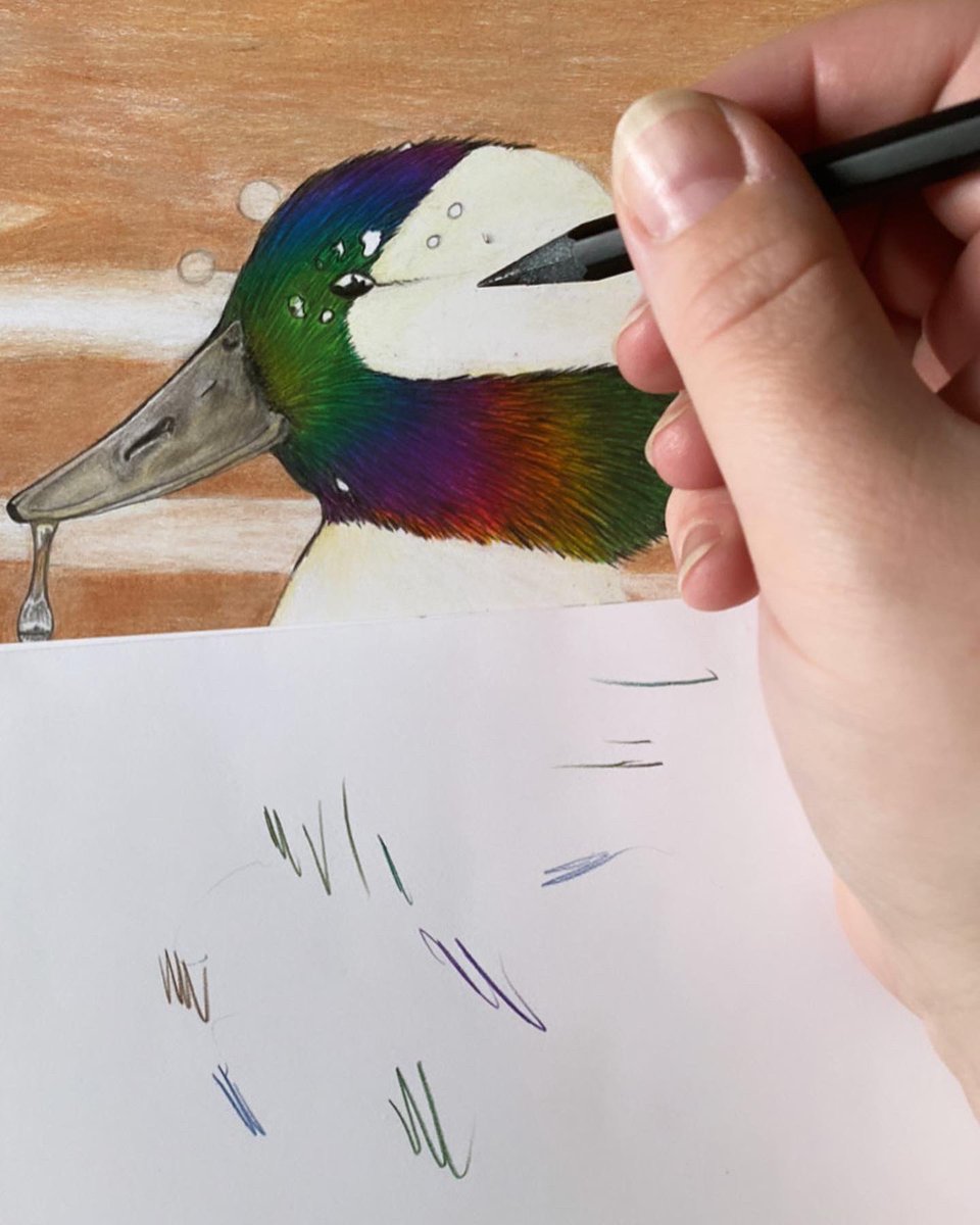 Artiste Mélanie Dufresne on Twitter "Dessin au crayons de couleur