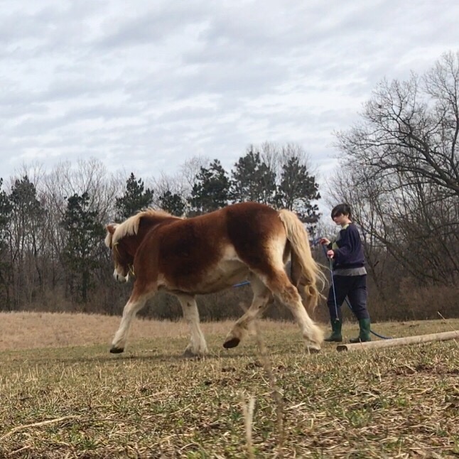 MarMurph877's tweet photo. Good thing quarantine still involves ponies (they're kept in my backyard) #Larkenthepony #covid19 https://t.co/uuqtan1vpG