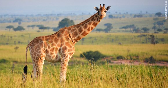 AWIOnline's tweet photo. The mission of @USFWSIntl is “protect, restore, and enhance the world’s diverse wildlife and their habitats,” but the new director, Anna Seidman, comes from @SafariClubIntl. We shouldn't entrust the protection of global #wildlife to an advocate for #TrophyHunting. https://t.co/uonbM0xGuO