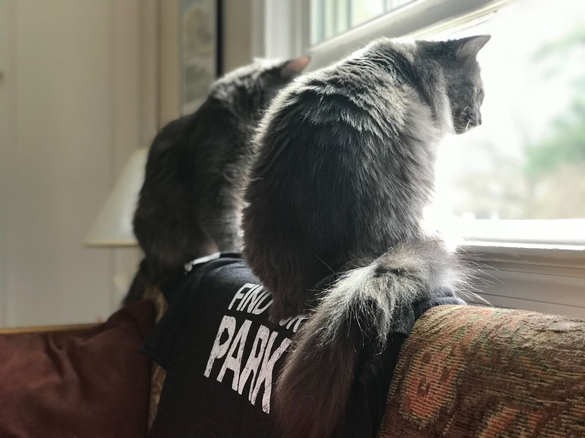 Our staff is working remotely from home, which means that the NPF pets are on people duty. Each day, we'll showcase a few of the best coworkers around.Today, meet Masha and Sasha, who are great customer suppawt supervisors, as you can see. #FindYourPark  #EncuentraTuParque