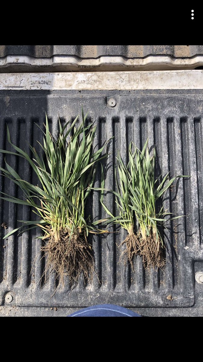 Another awesome photo taken by a customer in Ness county.  Same field, same variety. Wheat on the right had growers standard practice (75 lb n and 30# p). Wheat on the left has 10# sulphur, 1 gallon BlackLabel Zinc and 2 oz radiate. Wow!  #growyourroots