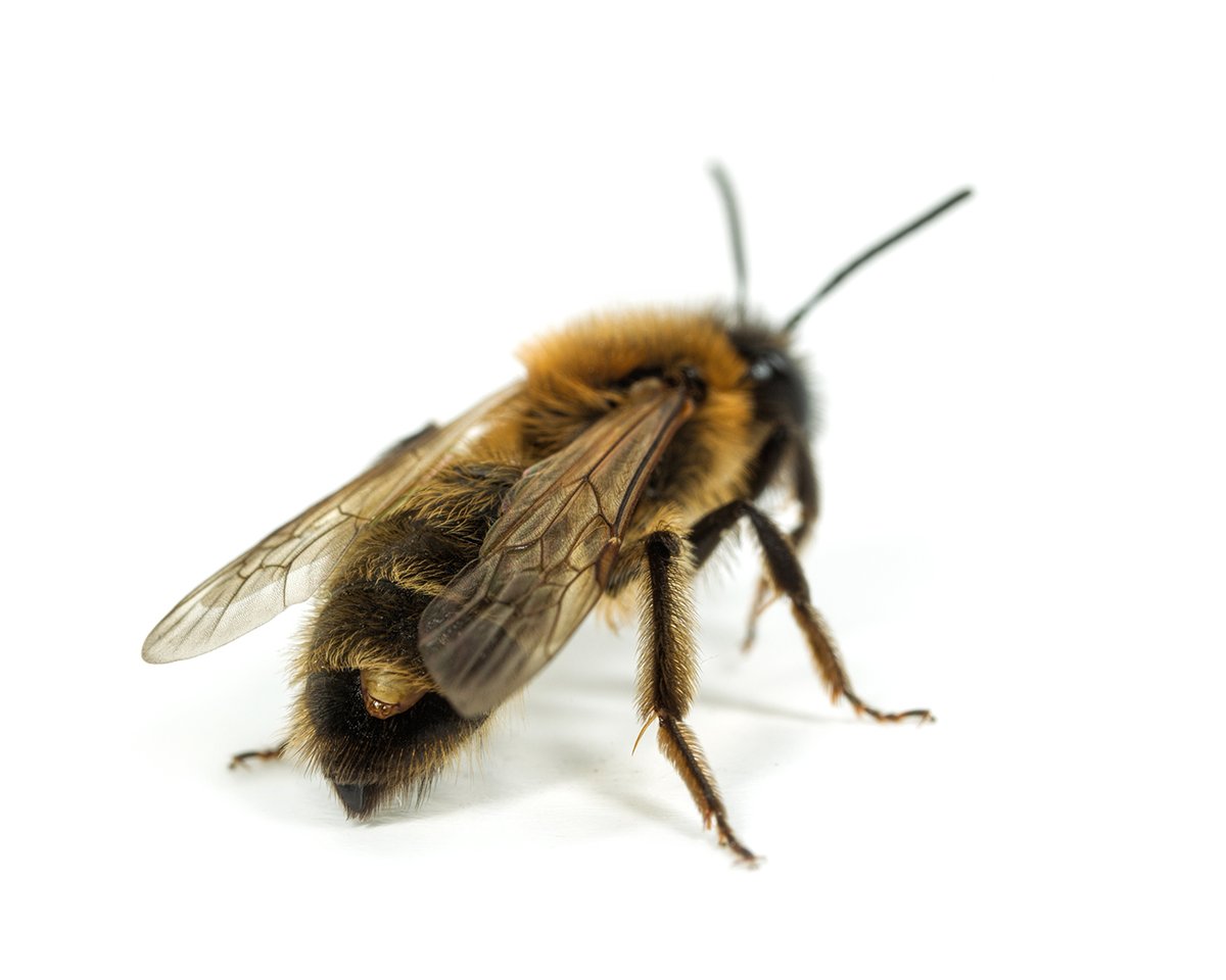 Ed_P_Wildlife's tweet photo. Stylopised Andrena bee from our #Staffs garden today. The flattened female parasite is protruding through the abdominal segments. I suspect bee is A. scotica, but infestation can give them an odd inter-sex appearance. The species is particularly prone to this parasite. #Stylops https://t.co/hTDJhdH3FS