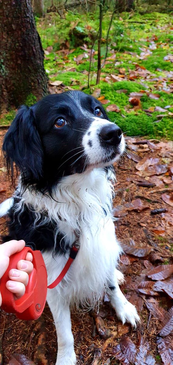 Wij zijn onze ‘kantoor’ hond Sam sinds vanochtend kwijt... Hij loopt graag een blokje om het hotel. Heb je hem gezien of heb je tips? Bel 0529- 478 777. Alvast bedankt!