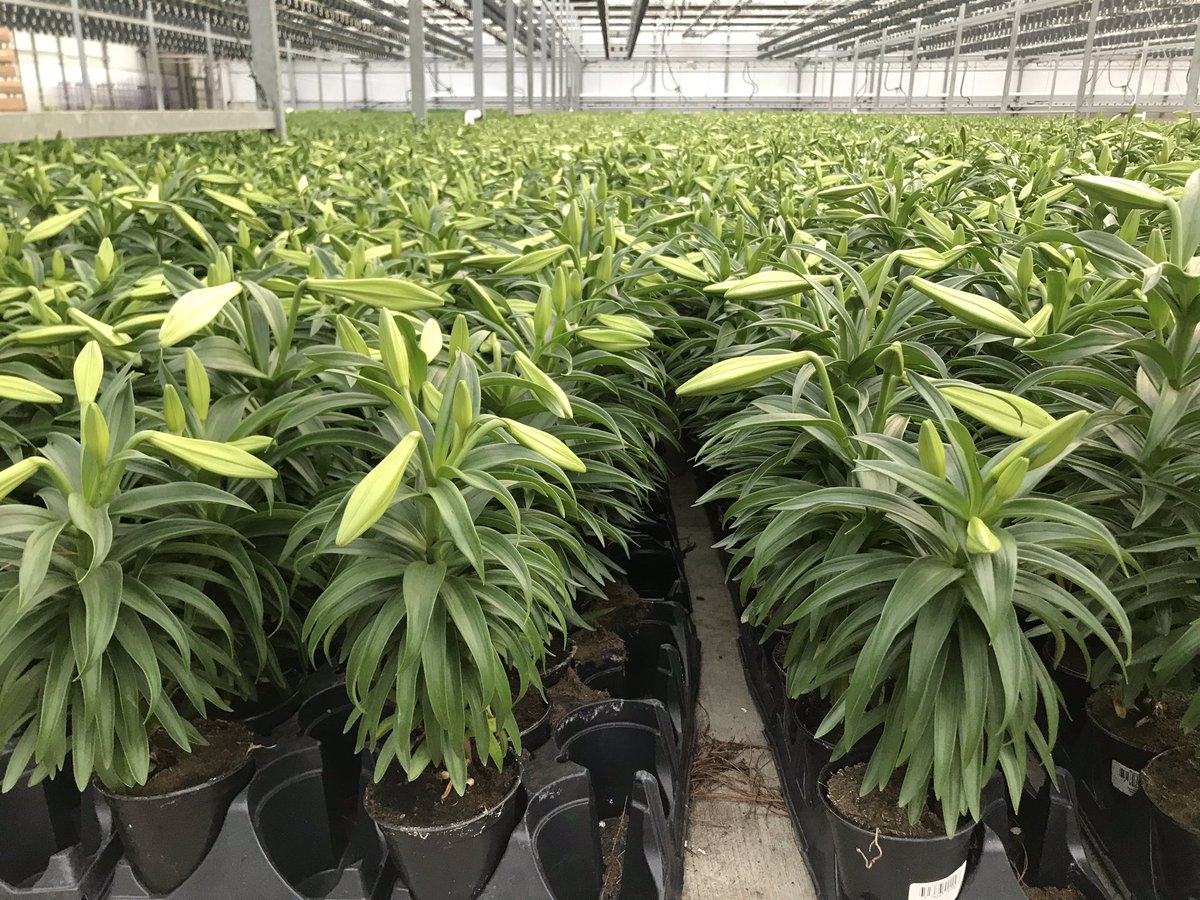 Battlefield Farms tweet media