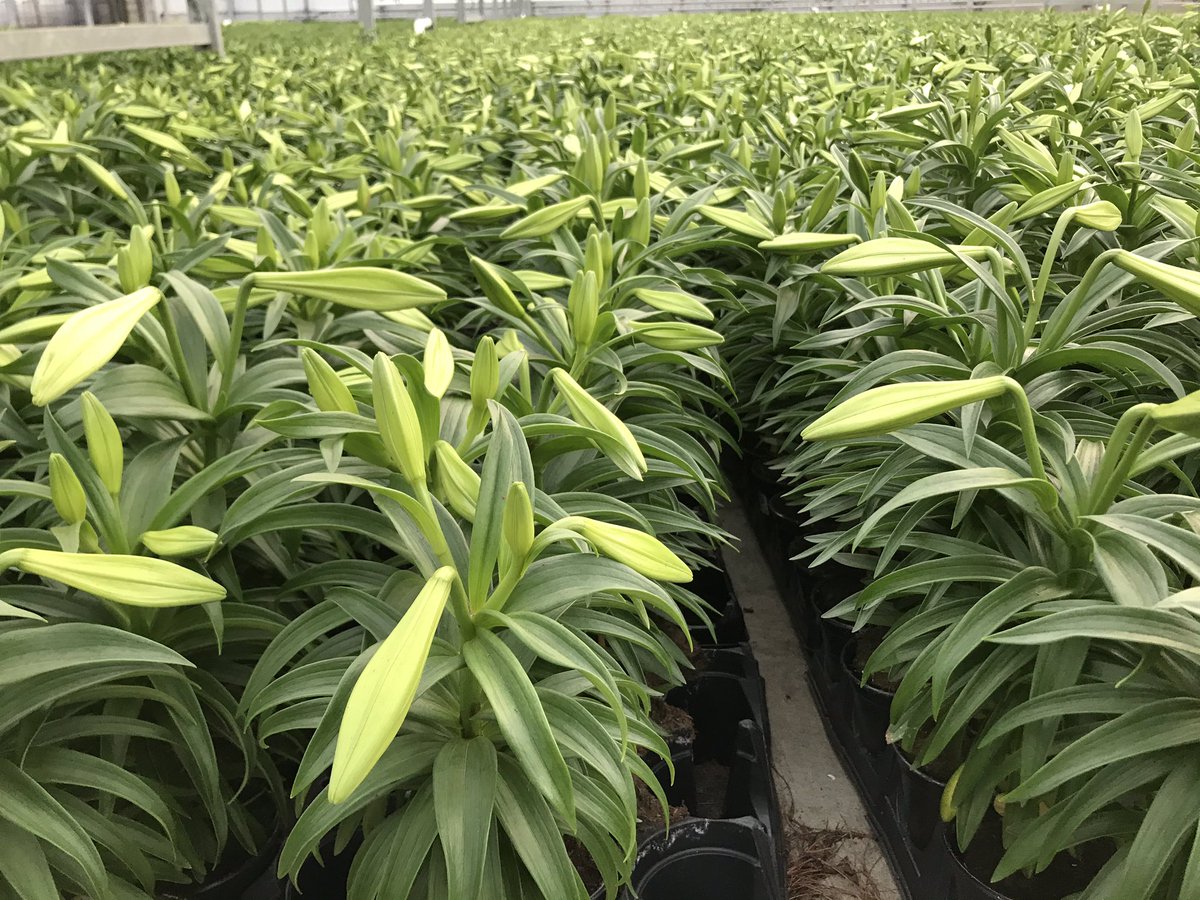 Battlefield Farms tweet media