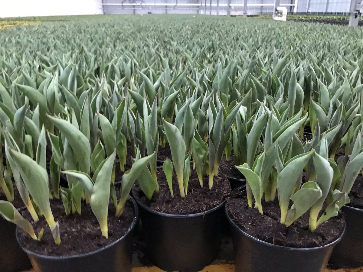 Battlefield Farms tweet media