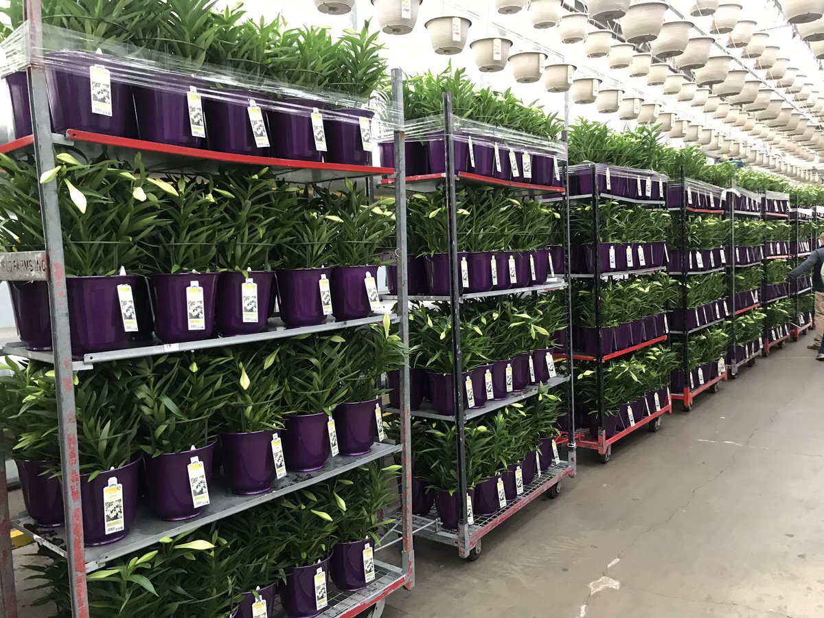 The Magic of Easter is starting to show in our greenhouses!! Easter lilies are on the move!