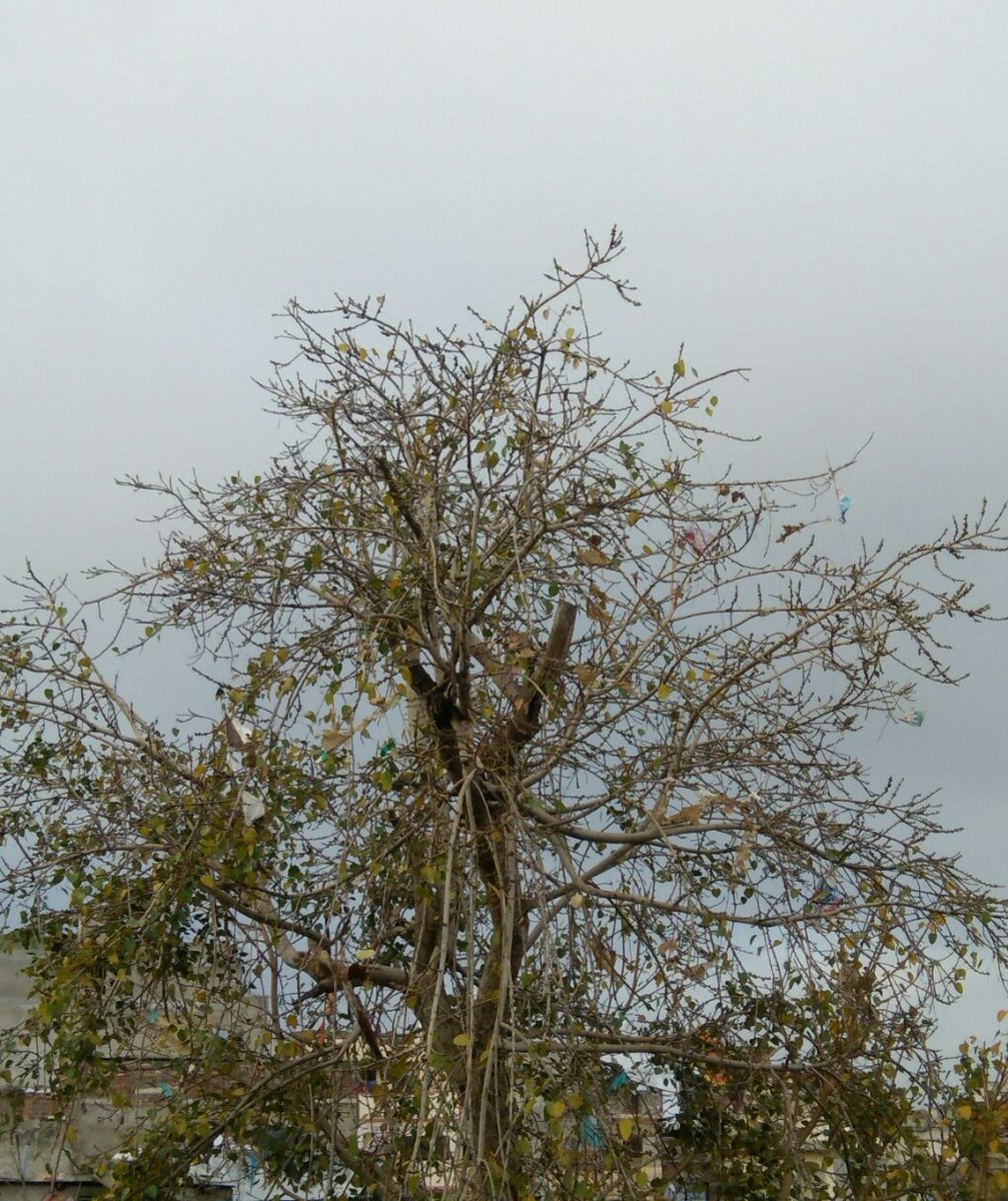 Since we're locked in and the season is changing I've decided to see how many days it'll take for this tree to go completely bald