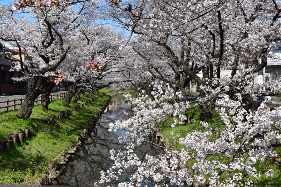 川越氷川神社で縁結び 埼玉県で人気のパワースポットに出かけよう Skyticket 観光ガイド