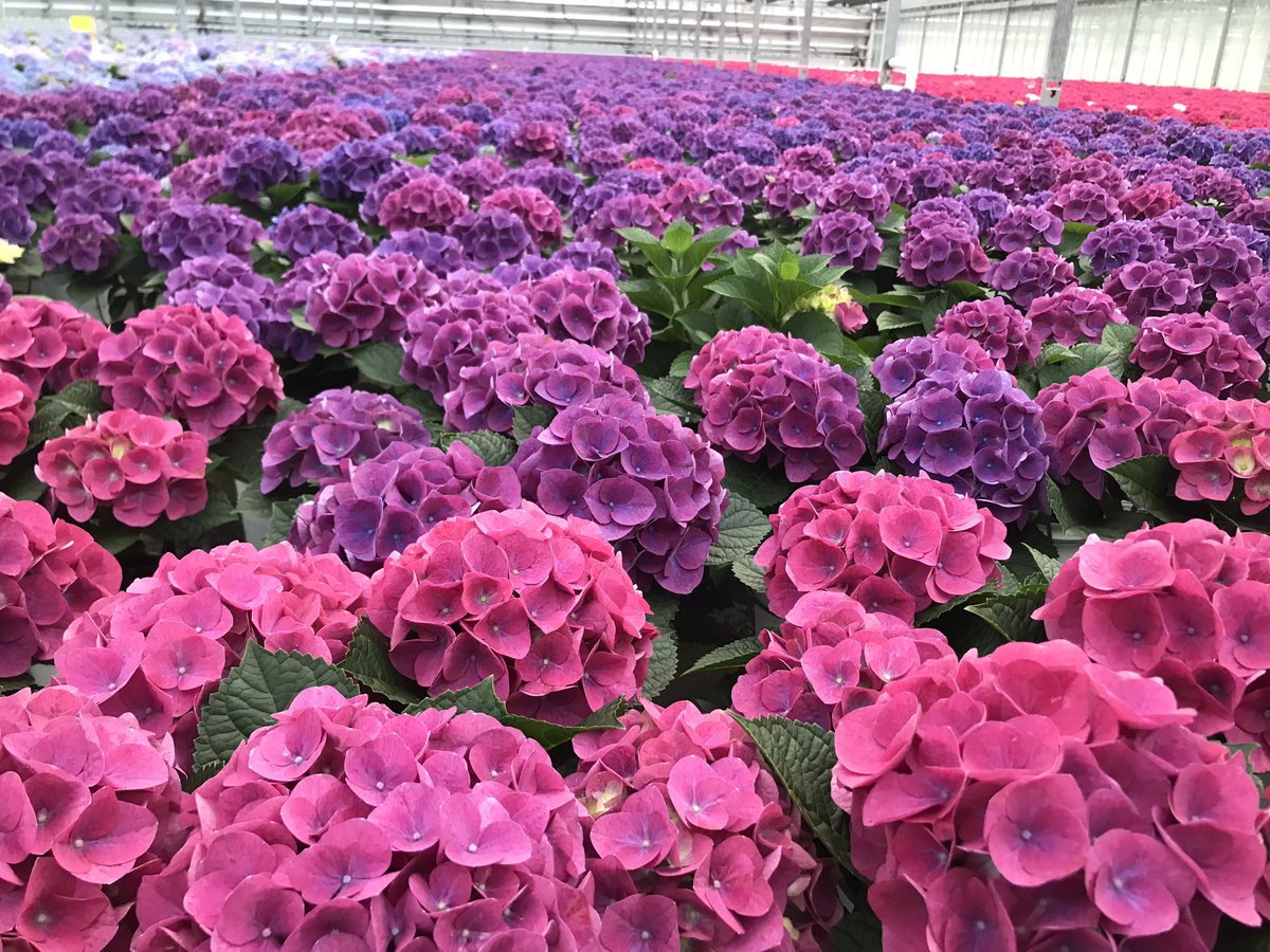 Spring color just in time for the upcoming Holiday!