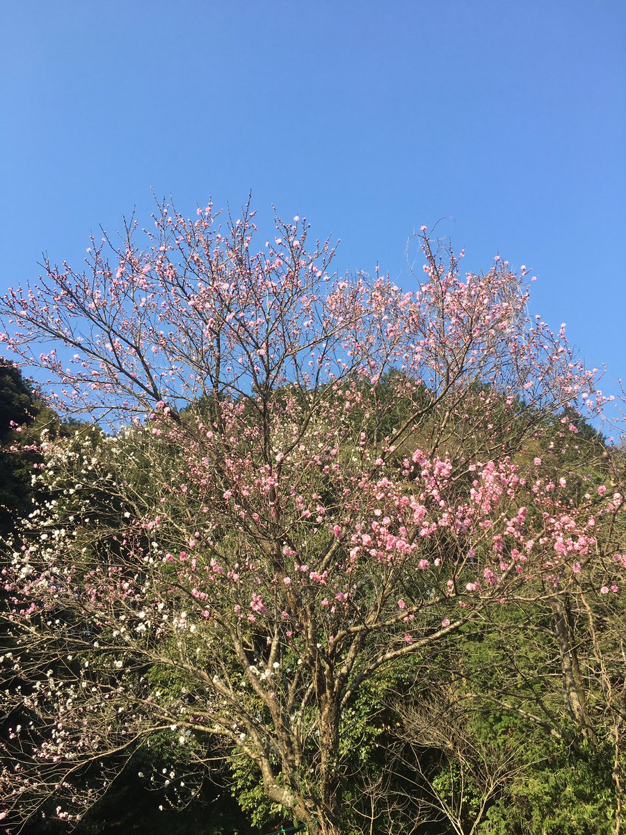 なーでん 今日の桃の花 うちの桃の花って1本の木に白い花とピンクの花の2種類の色が混在してて面白い 赤 桃 白 の3種類 の品種があるらしいけど うちには赤系の花はないみたい なーでん 今日の桃の花 うちの桃の花って1本の木に白い花とピンクの花の2種類の色が混在してて面白い 赤 桃 白 の3種類 の品種があるらしいけど うちには赤系の花はないみたい