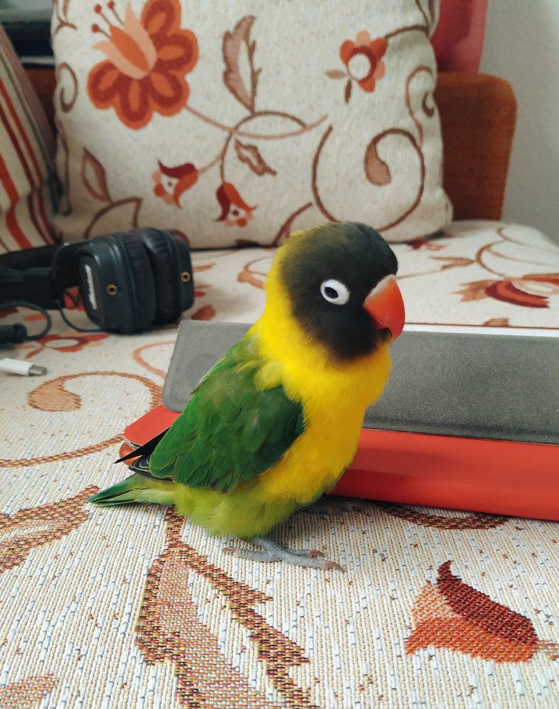 Se ha escapado agaporni / inseparable por la zona de Carretera Carmona (Sevilla). 
Se busca al dueñ@, por si alguien le conoce. Agradezco difusión !! 🙏🏾 Que demasiado tenemos con el #Coronavid19.
<a href="/Ayto_Sevilla/">Ayuntamiento de Sevilla</a> <a href="/EmergenciasSev/">Emergencias Sevilla</a>