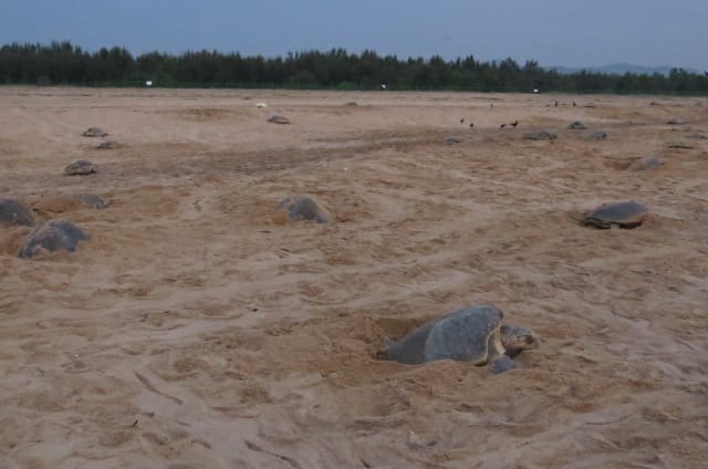 dakshin_seas's tweet image. The mass nesting or #arribada at Rushikulya in #Odisha has begun!
This #nesting phenomenon is unique to the olive and Kemps ridley sea #turtles where several thousand females emerge simultaneously to nest over a period of few days.
