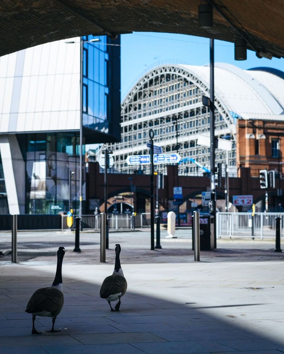 Day 1 of lockdown, and the geese have taken over Manchester! 🦆