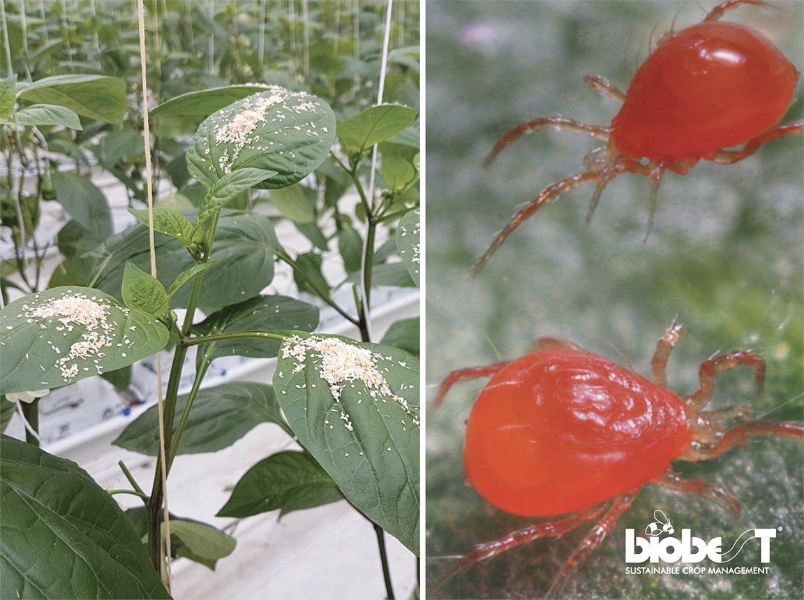 Biobest North America tweet media