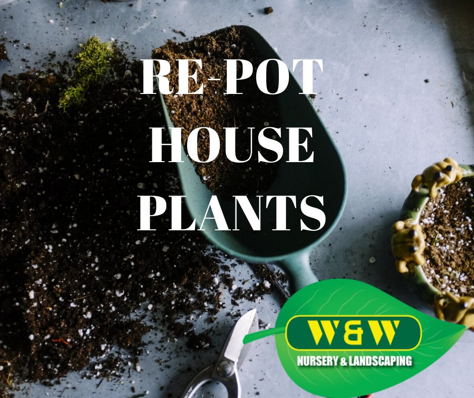 Time to start those warm weather vegetable seeds indoors like tomato, peppers &amp; marigolds. Or just visit us for large instant husky finished plants this spring! Saving you time! #WWNursery #Planting #HousePlants