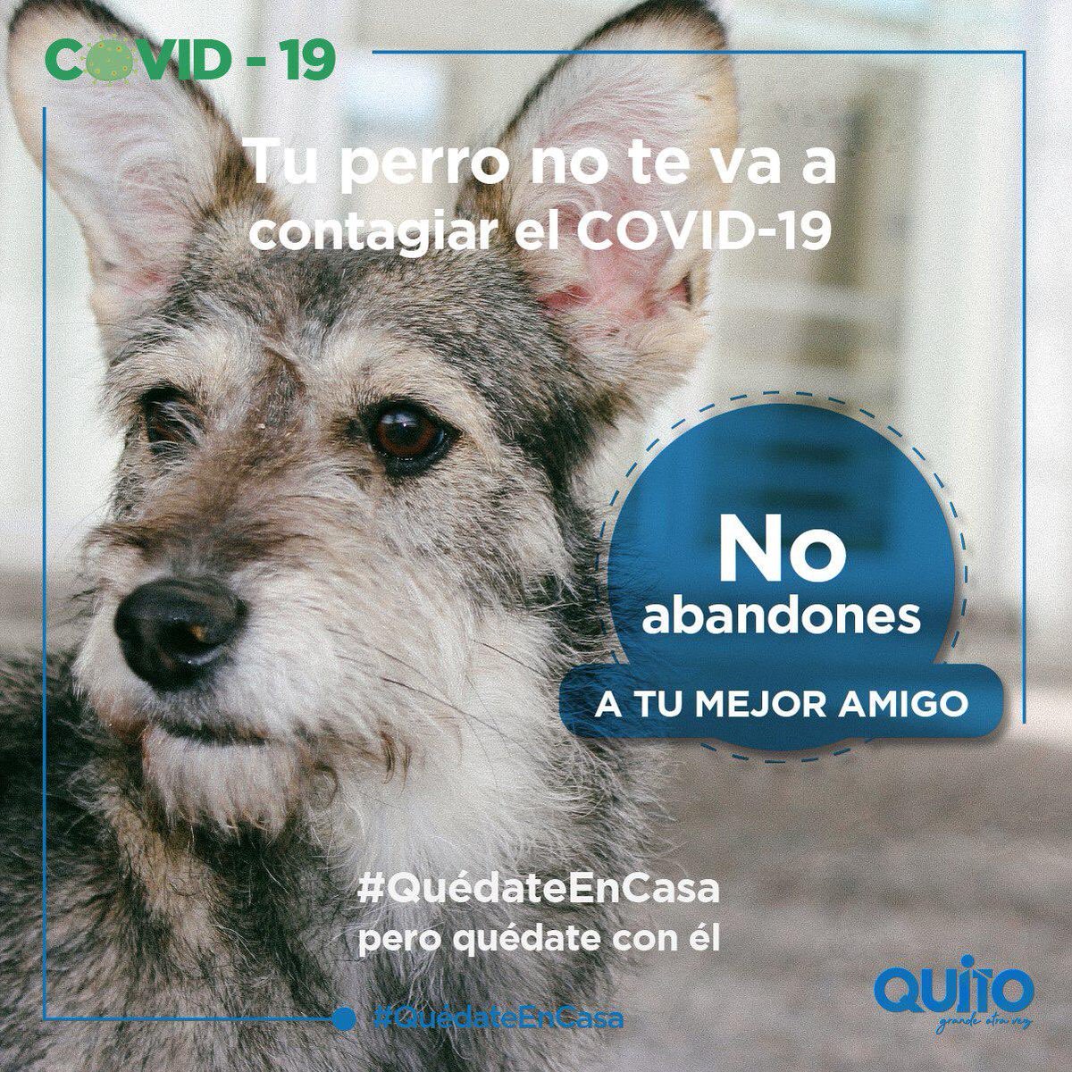 MunicipioQuito's tweet photo. #NoMeBotesNoContagio 🐶🐱ellos siempre nos dieron amor y compañía, cuídalos y ámalos, los perros y gatos no contagian Covid19, no creas en rumores. #QuédateEnCasa pero quédate con ellos. https://t.co/0wuDx6X2Wd