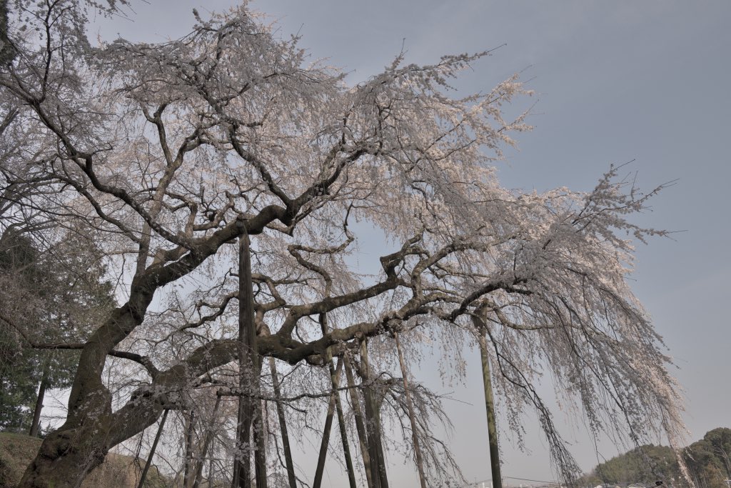 奥山田のしだれ桜