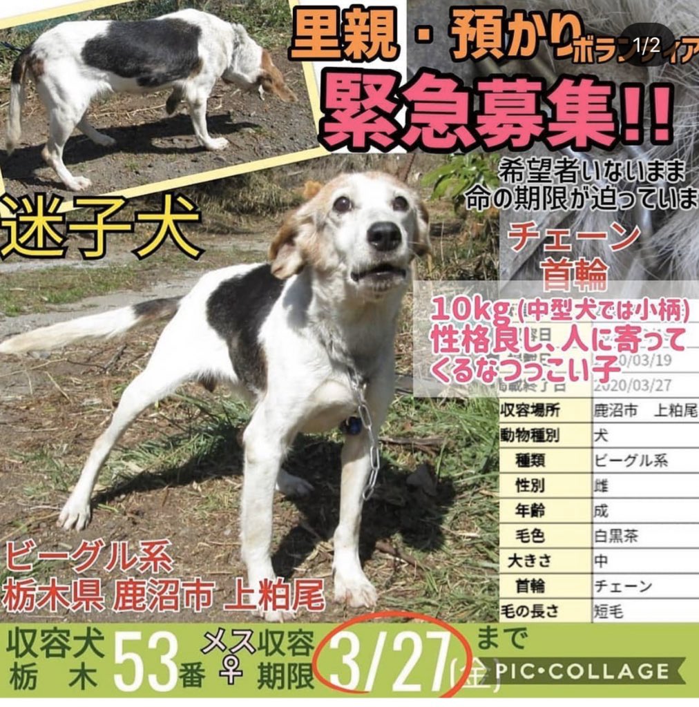 ビーグルミックス Twitter Search Twitter