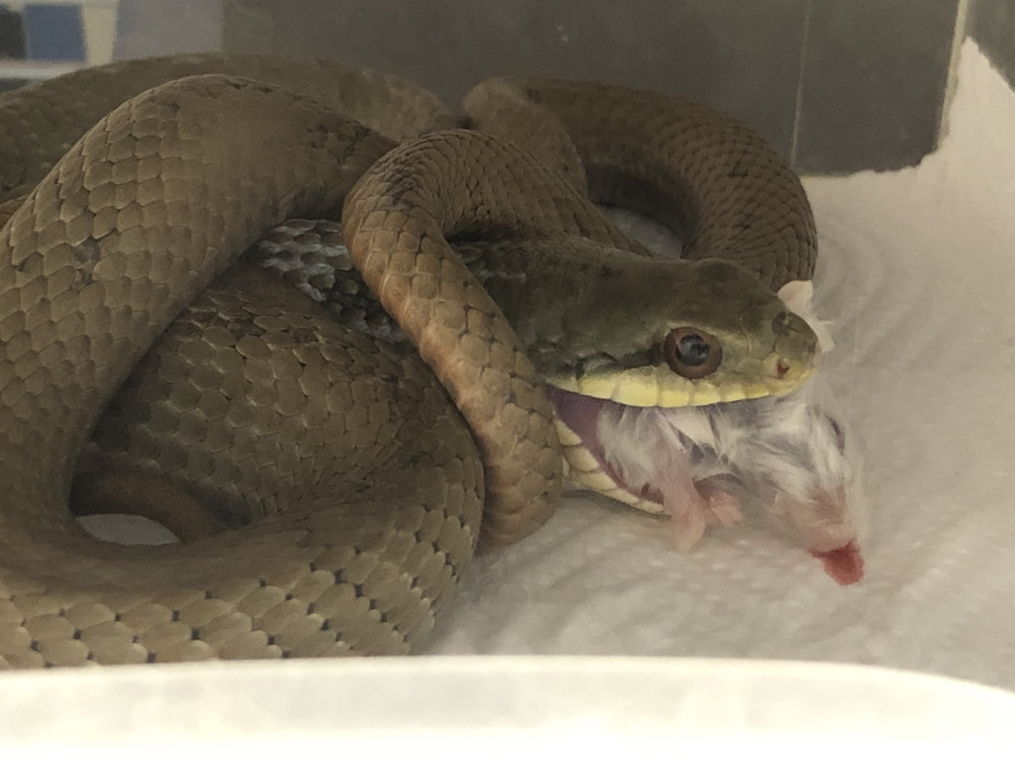 ぼんさん 北海道産シマヘビがようやくピンマからサイズアップ 置き餌だけど食べるなら良し T Co Idyfyjrgxo Twitter