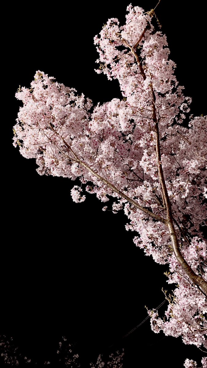 「ほわー夜桜キレイ…… 」|un:c（あんく)のイラスト