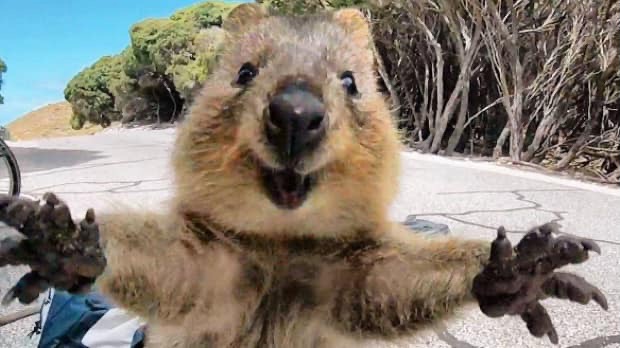 SocialWorkItOut's tweet photo. “These are quokkas. They are marsupials native to Western Australia, and wear a perpetual ‘Hey there! Good to see ya! Oh, you brought pie!’ smile on their faces.” #TuesdayMotivation https://t.co/UgPjLpNo64