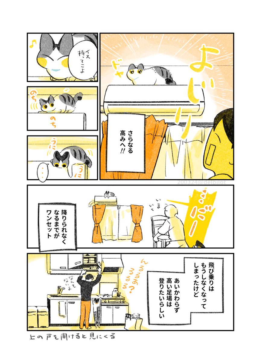 高い所にとにかく上りたいちびの時の猫。レールはいつのまにか上らなくなってた 